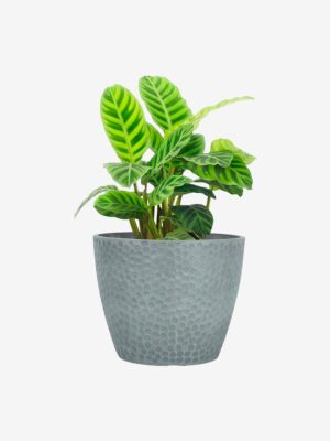Simple Plant Pot